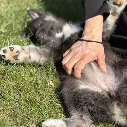 Tootie - Black tan and white female Siberian Husky puppy in Wisconsin from Liberty Siberians
