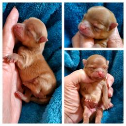 Penelope - Chocolate sable female Pomeranian puppy in Forsyth, Illinois from Brenda's Pomeranians - Amazing Grace Pomeranians