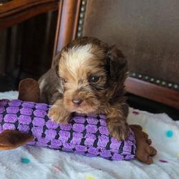 Dior - Merle male Shihpoo puppy in Delphos, Ohio from Route 66 Puppies