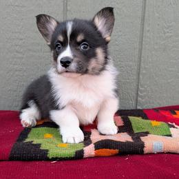 Kix - Black and tan male American Corgi puppy in Shawnee, Oklahoma from Sunray Ranch