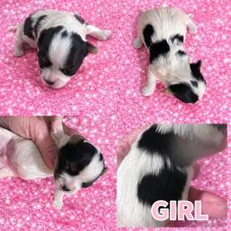 Sunshine - Parti female Yorkshire Terrier puppy in Dalton, Georgia from Southern Charm Precious Paws