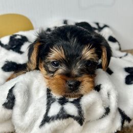 Onyx - Black and gold Yorkshire Terrier puppy in Richmond, Texas from Perfectly Posh Pets