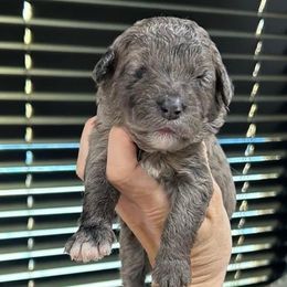 Girl 2 - Blue merle Bernedoodle puppy in Macon County, North Carolina from Mountain Doodles