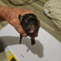 Rudolph - Chocolate male Shih Tzu puppy in Cook County, Illinois from My Tzu Crew