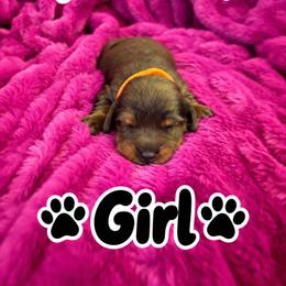 Dachshund Puppies from Dirksen Doxies
