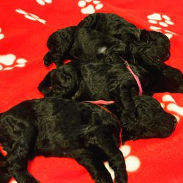 Goldendoodle Puppies from Little Doodle Love