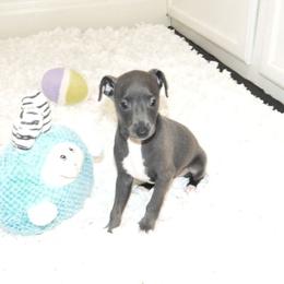 Lola Male 1 - Blue male Italian Greyhound puppy in Sparta Tn And Caryville Fl, Tennessee from Summerwind Kennel