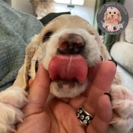 Goldendoodle Puppies from Teddy Grace Doodles