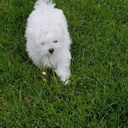 Maltese Puppies from JoDi's Maltese