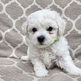 Boy 3 - White male Bichon Frise puppy in Freehold, New Jersey from Michael & Nataliya's Pups