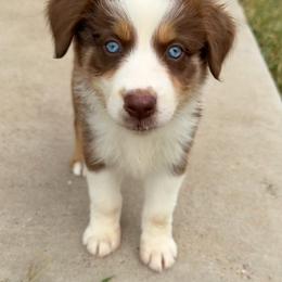 Daphne (RTF1) - Red tri-color female Australian Shepherd puppy in Hubbard, Texas from Poston Paddock Aussies LLC