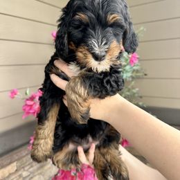 Bernedoodle Puppies from Eden Valley Bernedoodles