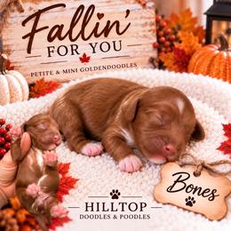 Bones - Red  male Goldendoodle puppy in Cannon County, Tennessee from Hilltop Doodles and Poodles