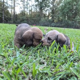 Dachshund Puppies from Jennifer Starkey