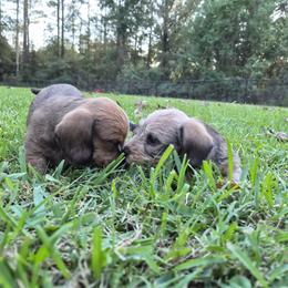 Dachshund Puppies from Jennifer Starkey