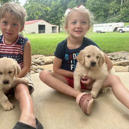 Dachshund and Golden Retriever Puppies from HS Goldens