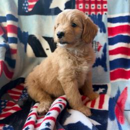Finley - Apricot male Goldendoodle puppy in Mayville, Michigan from Guiding Light Doodles