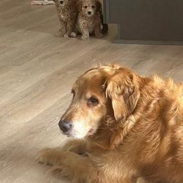 Dachshund and Goldendoodle Puppies from Barkins and Company