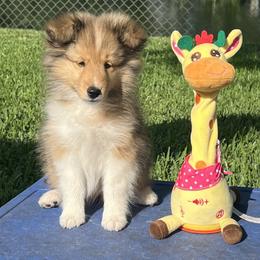 Lucy - Sable and white female Shetland Sheepdog puppy in Davie, Florida from Enclave