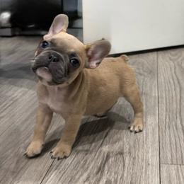 Star - Blue fawn female French Bulldog puppy in Riverview, Florida from The Frenchie Lady Co.
