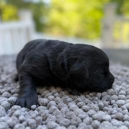 Girl 3 - Yellow female Labrador Retriever puppy in Amesbury, Massachusetts from Fox Hill Farm & K9