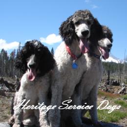 Poodles from Heritage Service Dogs