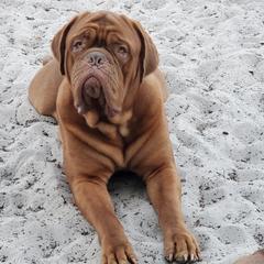 Dogues de Bordeaux and French Bulldogs from Calabria kennel