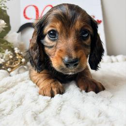 Zion 3200 - Red male Dachshund puppy in Sylvania, Alabama from Yancey’s Doxies