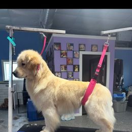 Ribbit - Golden Retriever