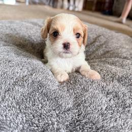 Truffle - Blenheim female Cavapoo puppy in Nevada, Missouri from Backroad Fur Babies
