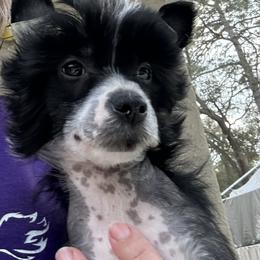 Chinese Crested Puppies from BryMar Chinese Cresteds