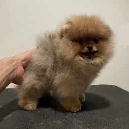 Boy 1 - Orange Pomeranian puppy in Riverside, California from Swans Nest Pomeranians (IG)