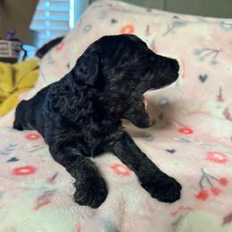 Black girl - Black female Bernedoodle puppy in Valdosta, Georgia from Fifth Day Farm