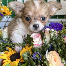 Chihuahuas and Dachshunds from Duck Creek Farm