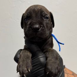 Male 1 - Black brindle male Cane Corso puppy in Cashion, Oklahoma from APEXOK Cane Corsos LLC