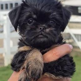 Sunny - Belge female Brussels Griffon puppy in Yucaipa, California from Griffs & Giggles Ranch - The Cortez Family