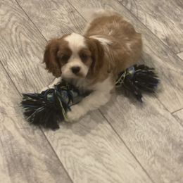 Cavalier King Charles Spaniel and Pembroke Welsh Corgi Puppies from Puppy PlayPen