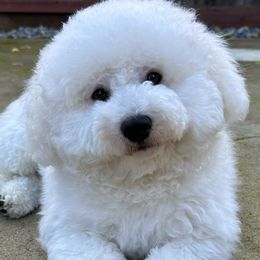 Milo - Bichon Frise