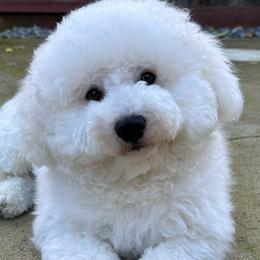 Milo - Bichon Frise