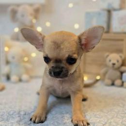 Finley - Fawn male Chihuahua puppy in Cape Coral, Florida from Inspired Chihuahuas