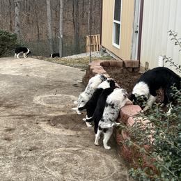 Border Collie Puppies from Roaring River Border Collies