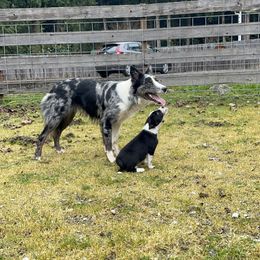 Border Collie Puppies from Apex Border Collies