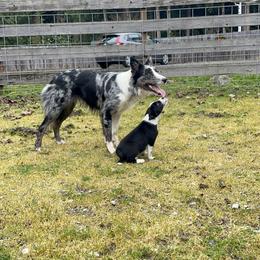 Border Collie Puppies from Apex Border Collies