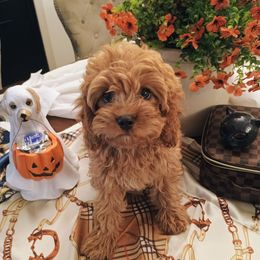 Maxwell - Red male Cavapoo puppy in Fairmont, West Virginia from Manoka's Honeybee