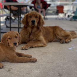 Atlas - Golden Retriever