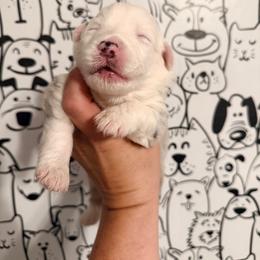 Blue Merle girl 2 - Blue merle female Australian Shepherd puppy in Ashland, Ohio from SS Australian Shepherds
