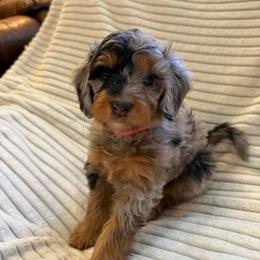 Maple - Merle female Bernedoodle puppy in Copenhagen, New York from Moser’s Mapleridge Farm