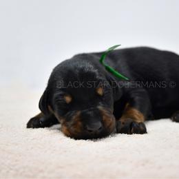 Male 7 - Black and rust male Doberman Pinscher puppy in Spokane Valley, Washington from Black Star Dobermans