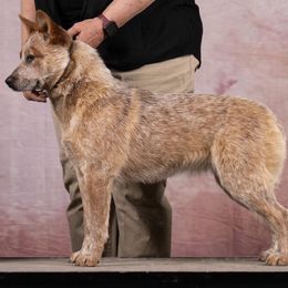 6pks MTN DEW Voo Dew - Red speckled female Australian Cattle Dog puppy in Sheridan, Oregon from 6pk Cattledogs