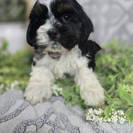 Winston - Black and white male Shih Tzu puppy in Hartville, Missouri from Petty Paws